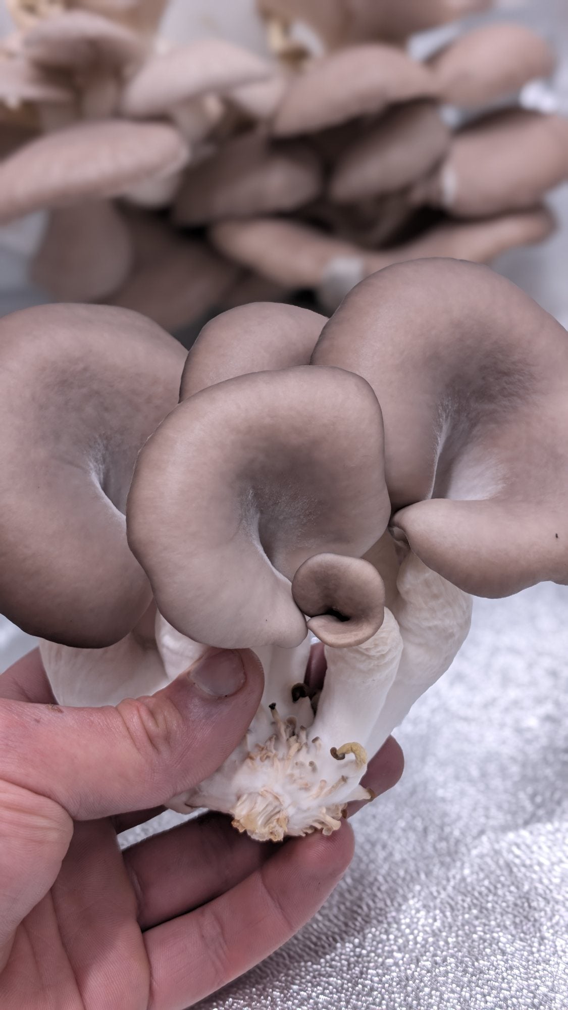 Blue oyster cluster held in hand, grown at Citana Organics