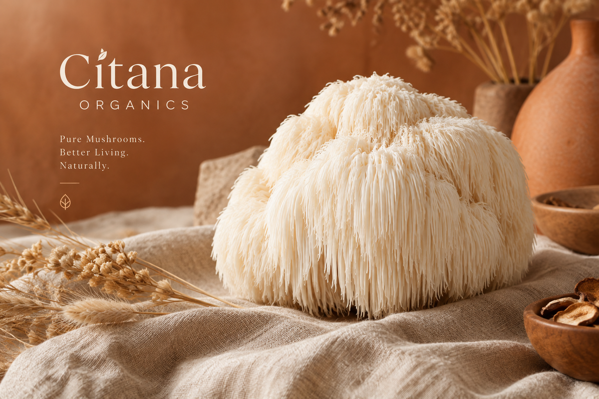 Citana Organics Lion's Mane Hero Banner