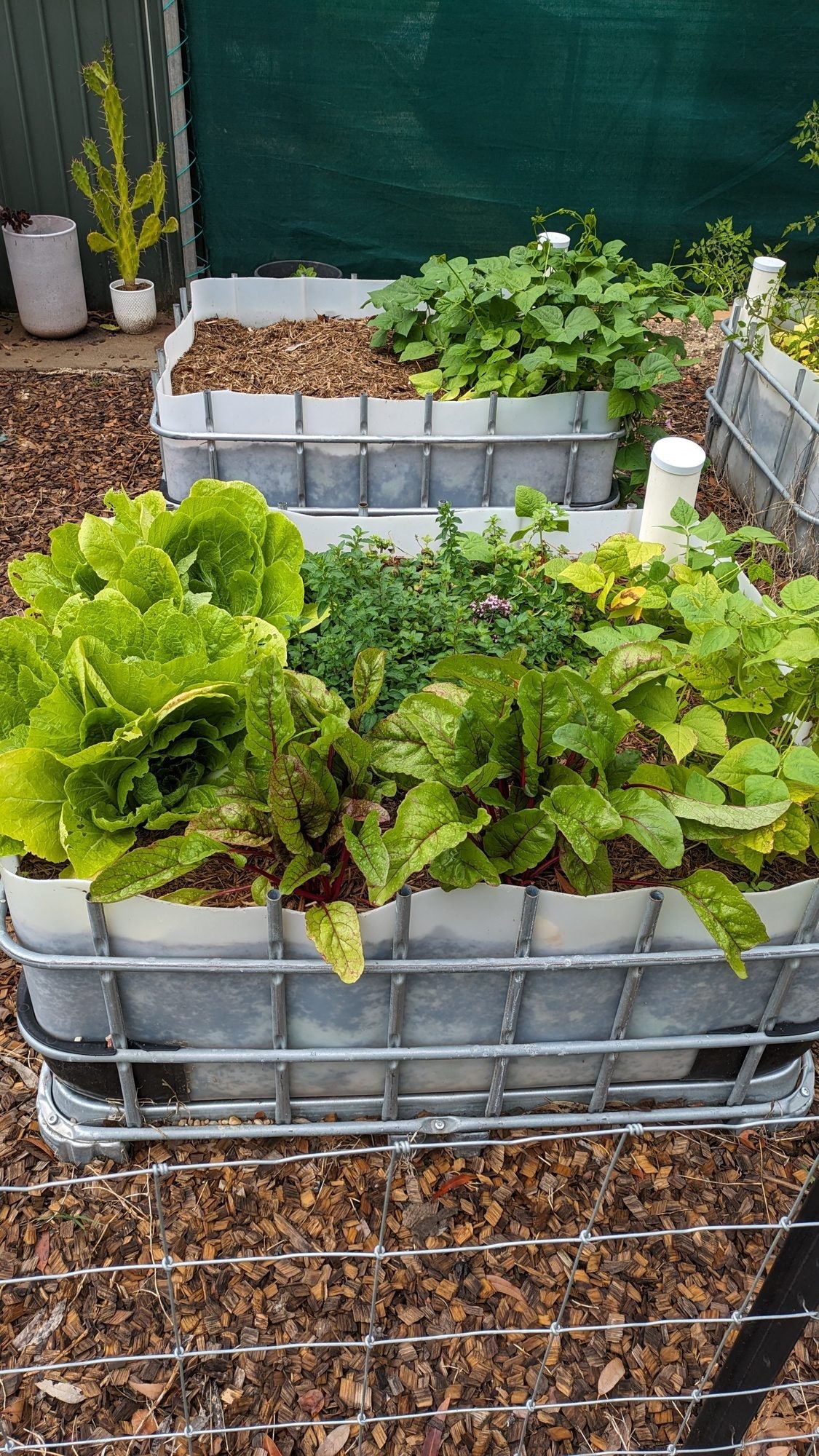 Organic veggie patch in wicking beds