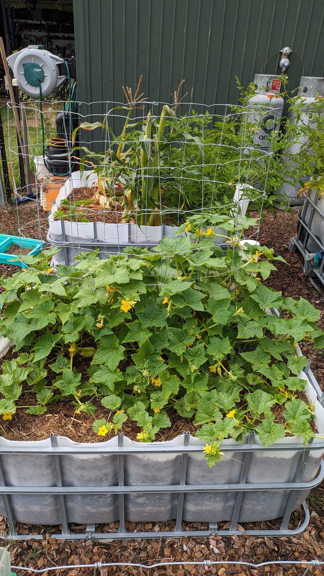Wicking bed with mulch and summer veg
