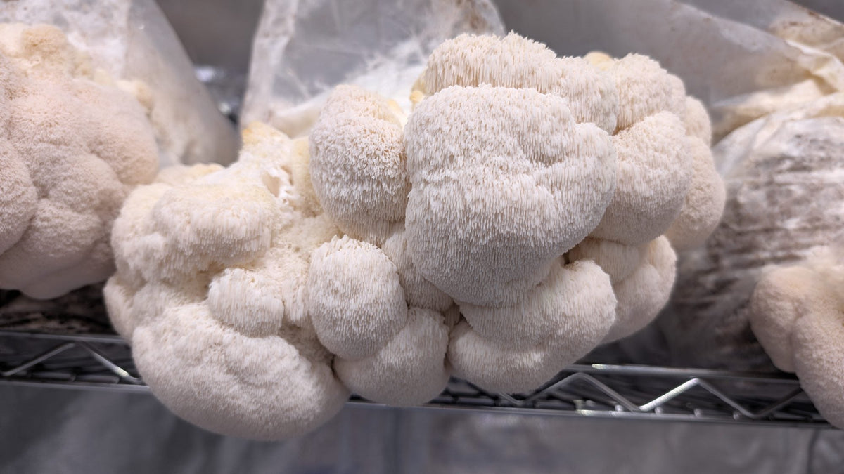 Lion's mane clusters on the grow rack