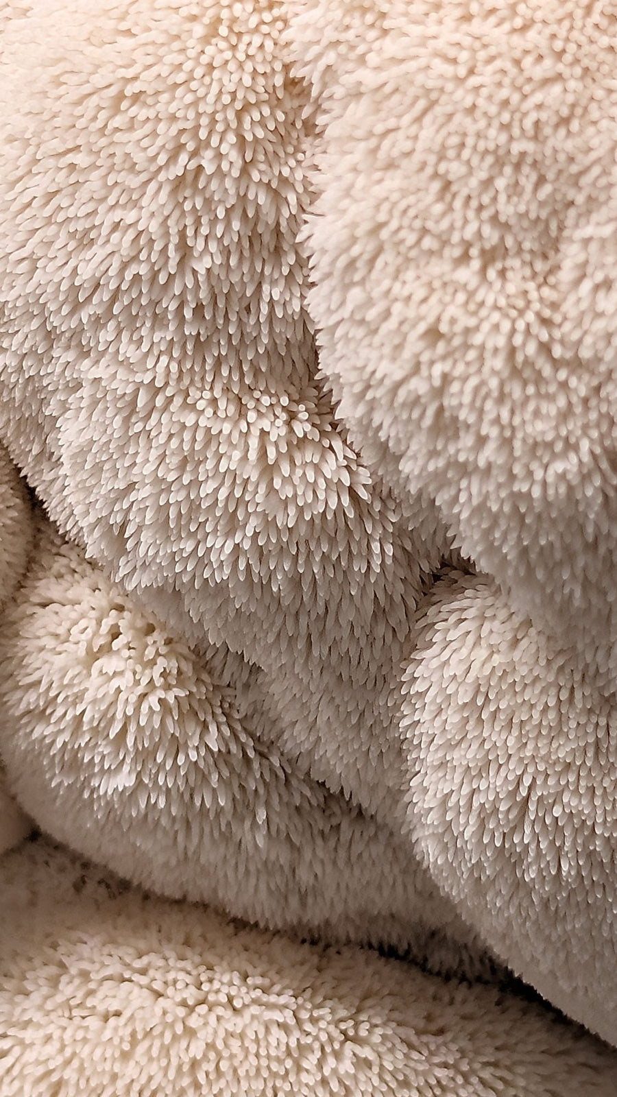 Close-up of lion's mane spines